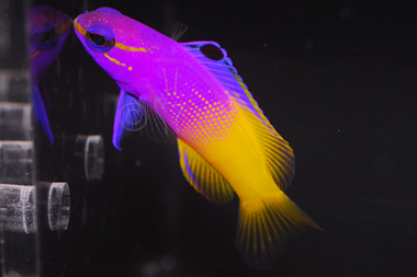 About Blue Zoo Aquatics Bring the sea into your home. At Blue Zoo Aquatics, you'll find saltwater fish, plants, and coral, plus all the supplies you need to build a dreamy underwater world.